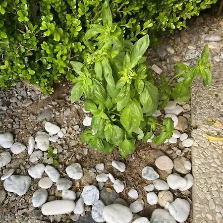 Bellacasa Di Mare, Club Πίτσο