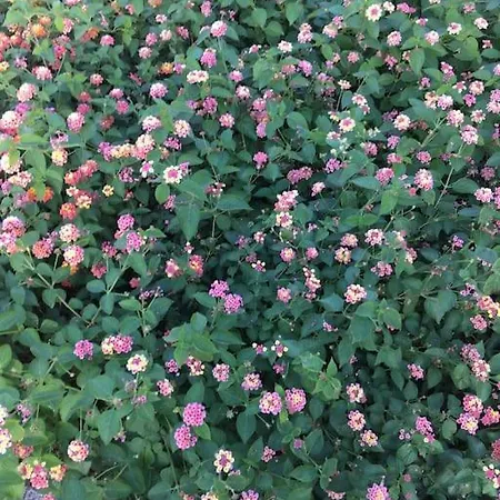 Apartment Bellacasa Di Mare, Club *