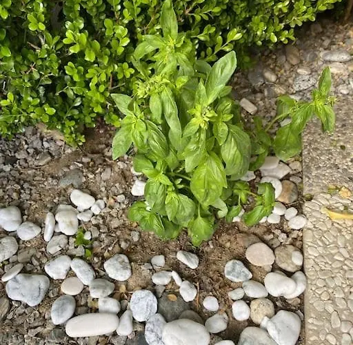 Bellacasa Di Mare, Club פיצו