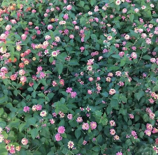 דירה Bellacasa Di Mare, Club *